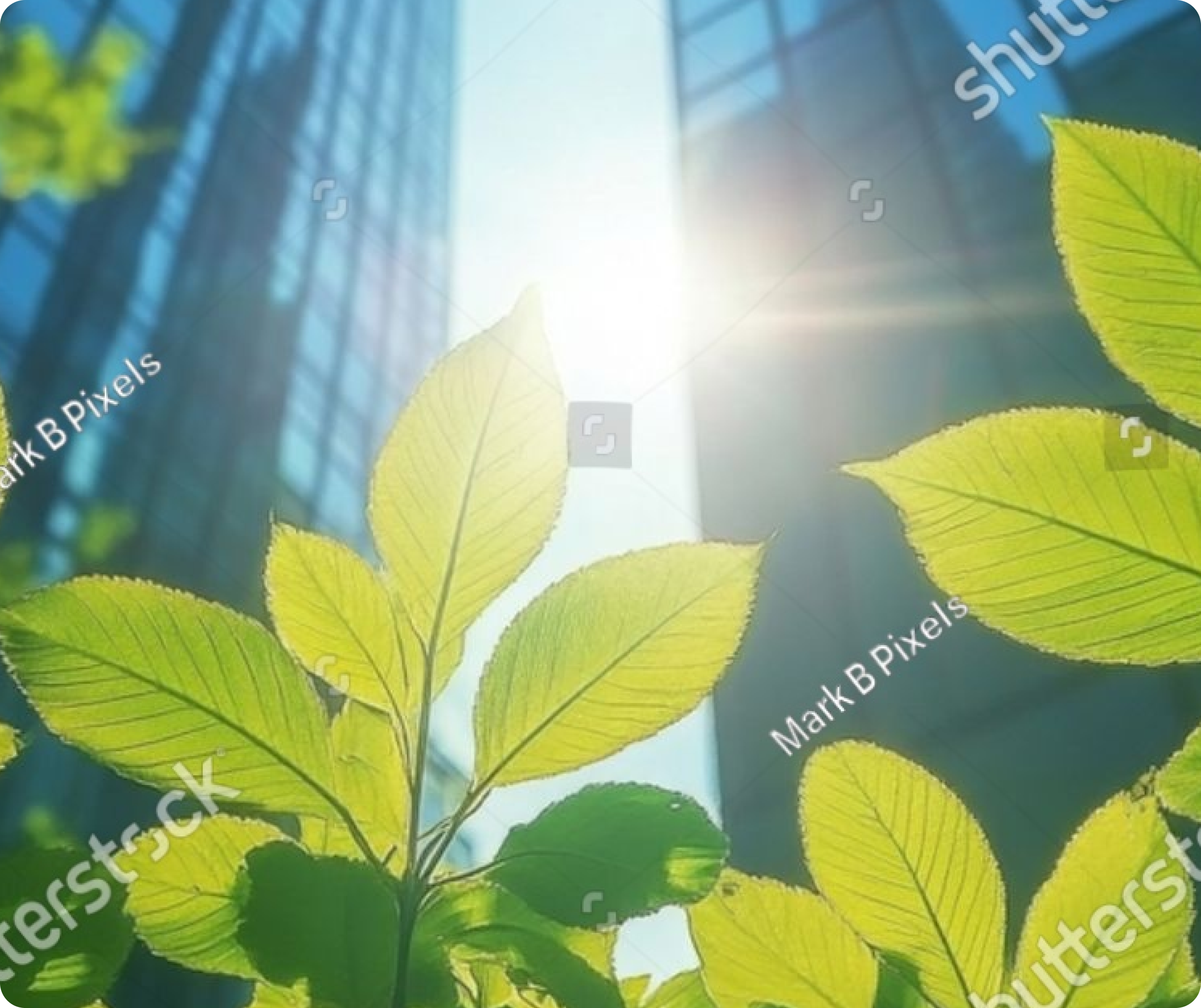 Reale Group Services