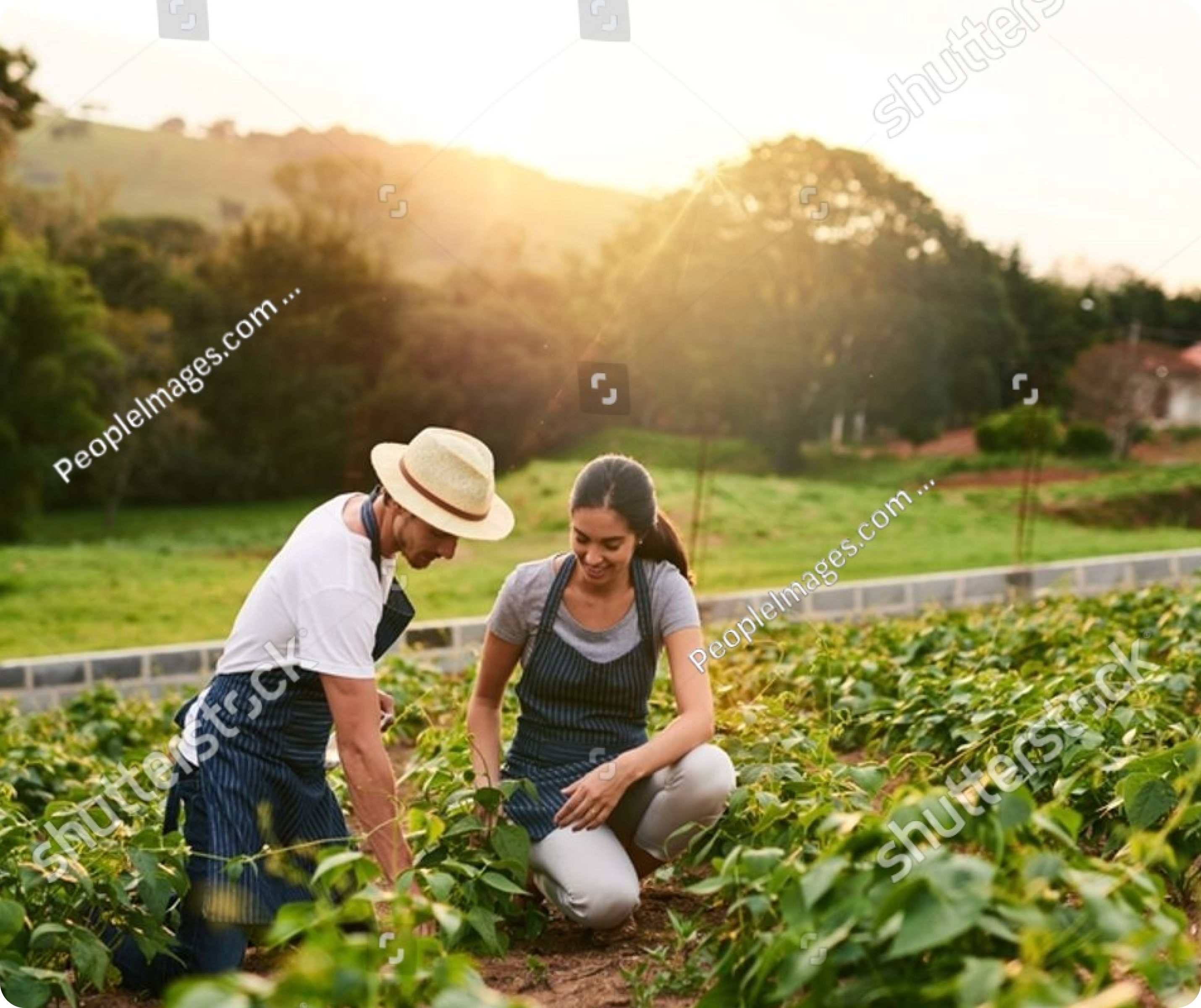 Reale Group Services